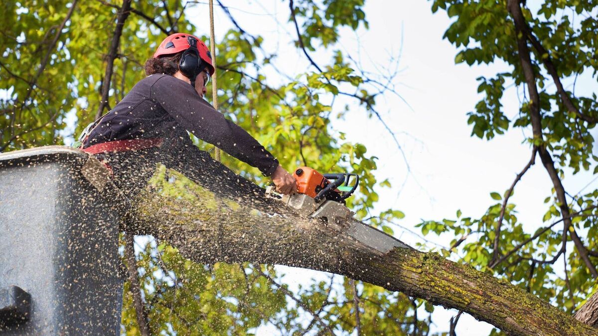 Read more about the article My neighbour’s tree looks like it could fall on to my property