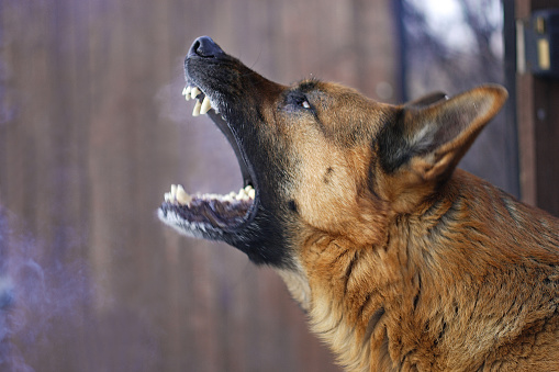 Security dog attacks — what farmers need to know