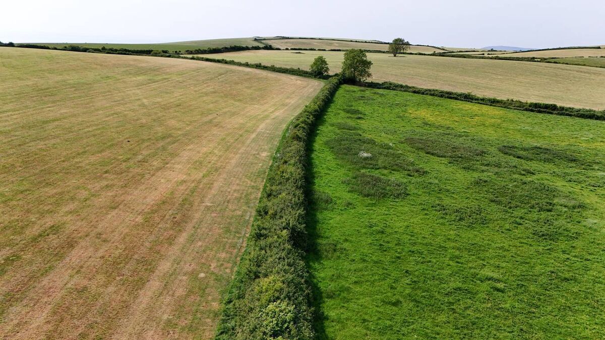Aerial view of green and dry fields divided by hedgerow in countryside