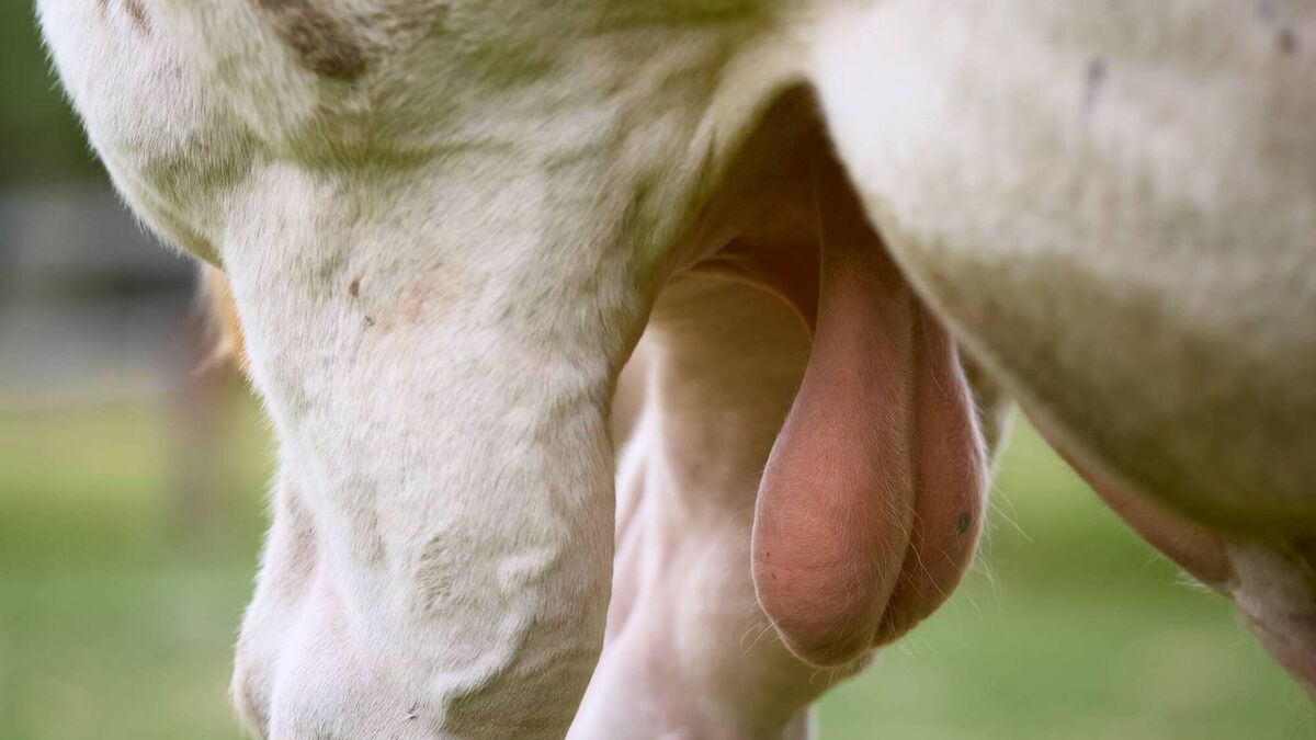 I was sold a defective bull — what can I do?