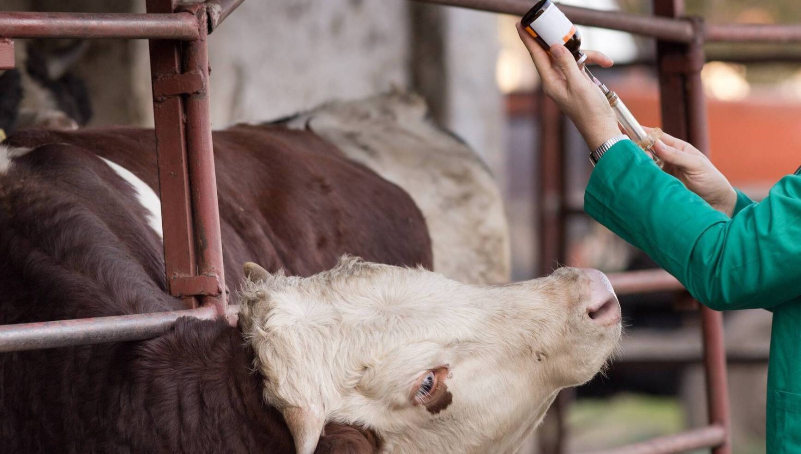 My stud bull died after treatment — can I claim against the vet?